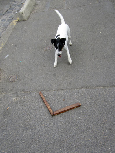 chien-angle-archyves1