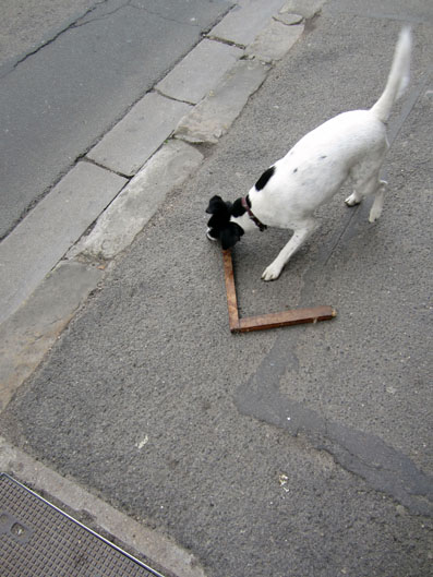 chien-angle-archyves2